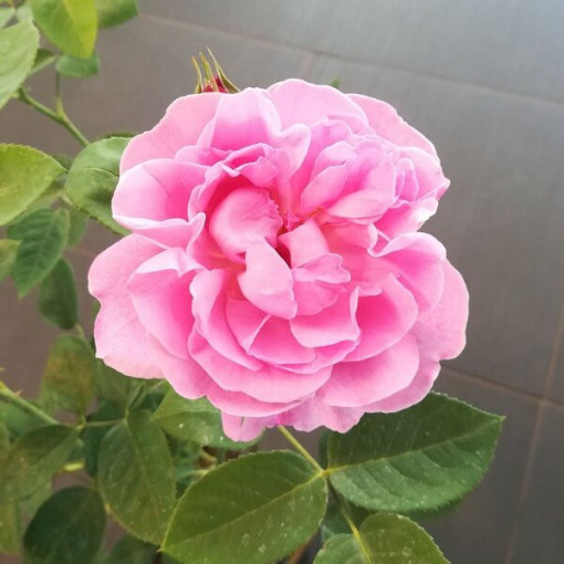 Rosier Hybride de Thé 'Santos', pot de 2L