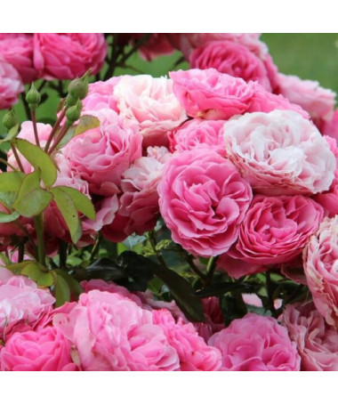 Rosier Hybride de Thé 'Santos', pot de 2L