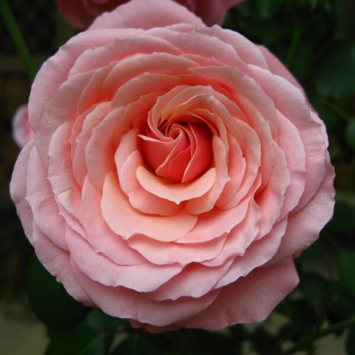 Rosier Hybride de Thé 'Santos', pot de 2L