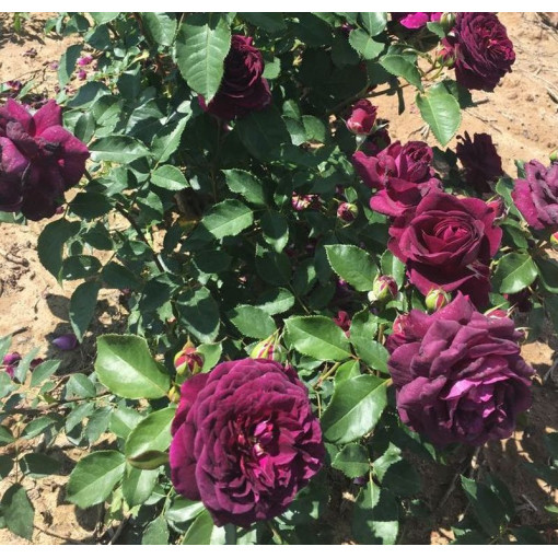 Rosier Hybride de Thé 'Purple Orient', pot de 2L