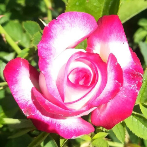 Rosier Hybride de Thé 'Princess Mia', pot de 2L