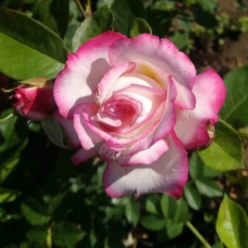 Rosier Hybride de Thé 'Princess Mia', pot de 2L