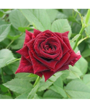 Rose à grandes fleurs 'Mr. Lincoln', vol. 2l