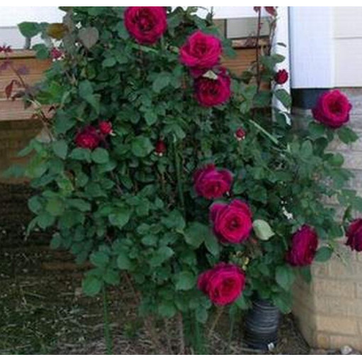 Rose à grandes fleurs 'Mr. Lincoln', vol. 2l