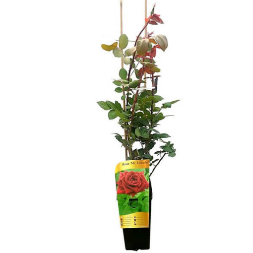 Rose à grandes fleurs 'Mr. Lincoln', vol. 2l