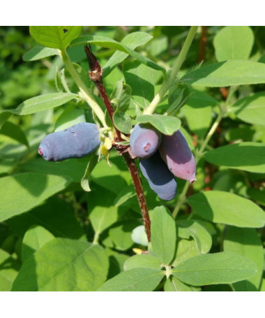 Baie de chèvrefeuille 'Tomi'