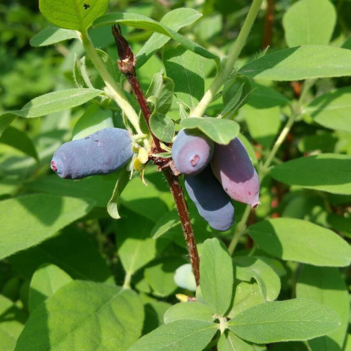 Baie de chèvrefeuille 'Tomi'