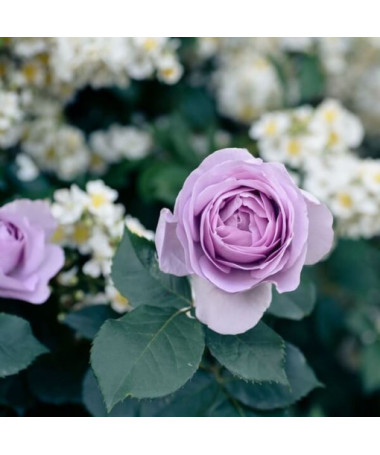 Rose à grandes fleurs 'Lilla Wunder', vol. 2l