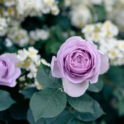 Rose à grandes fleurs 'Lilla Wunder', vol. 2l