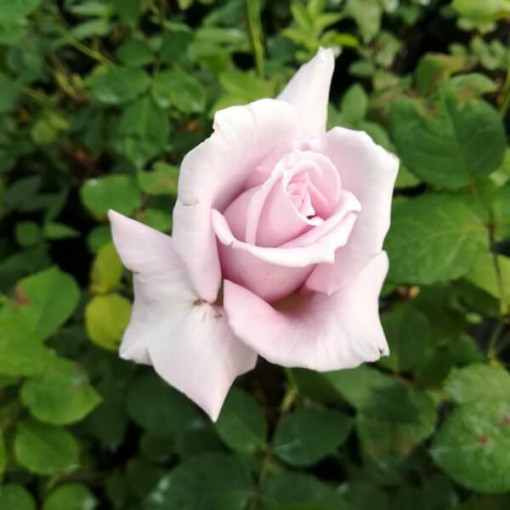 Rose à grandes fleurs 'Lilla Wunder', vol. 2l