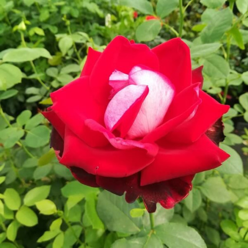 Rose à grandes fleurs 'Kronenburg' en pot de 2l