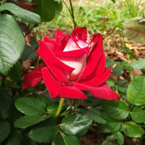 Rose à grandes fleurs 'Kronenburg' en pot de 2l