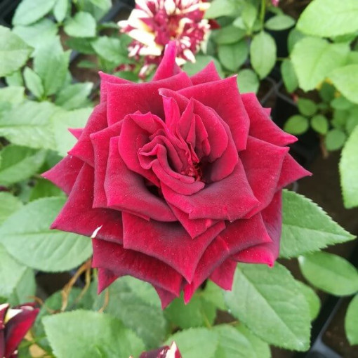 Rosa grandiflora 'Irena', pot de 2L