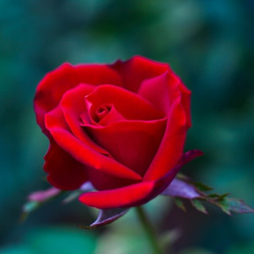 Rosa grandiflora 'Irena', pot de 2L