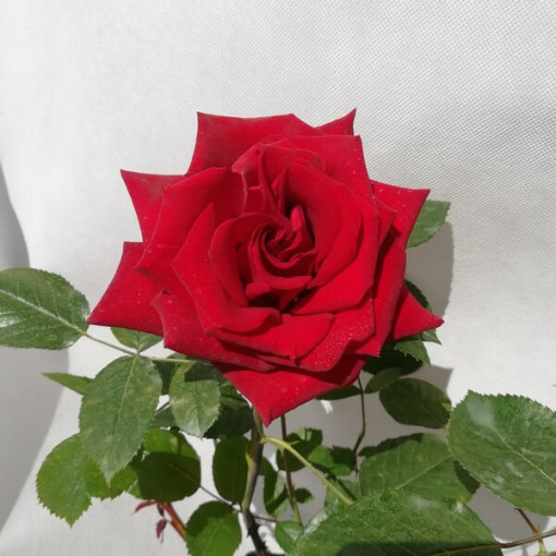 Rosa grandiflora 'Irena', pot de 2L