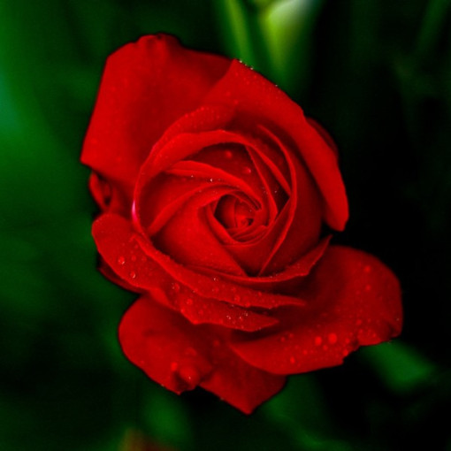 Rose grandiflore 'Fulgurante' en pot de 2l.