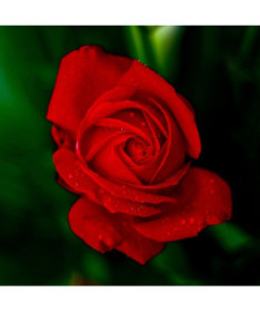 Rose grandiflore 'Fulgurante' en pot de 2l.