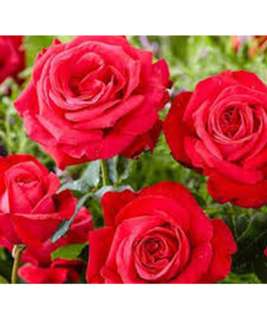 Rose grandiflore 'Fulgurante' en pot de 2l.