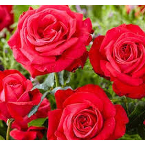 Rose grandiflore 'Fulgurante' en pot de 2l.