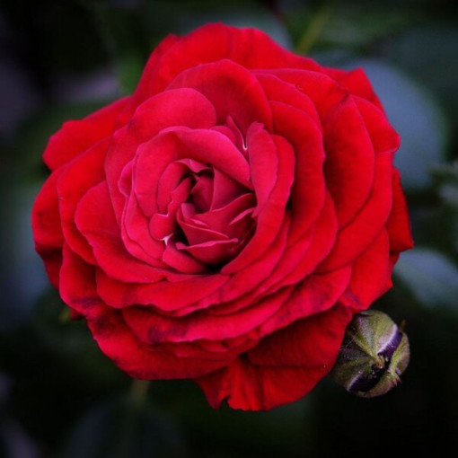 Rose grandiflore 'Fulgurante' en pot de 2l.