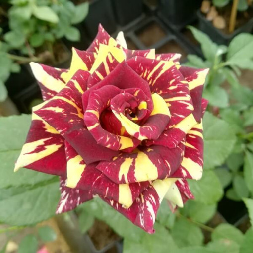 Rose hybride de thé 'Ewenement', pot de 2l