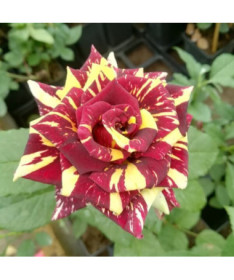 Rose hybride de thé 'Ewenement', pot de 2l