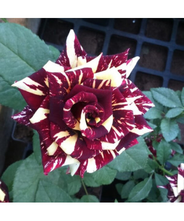 Rose hybride de thé 'Ewenement', pot de 2l