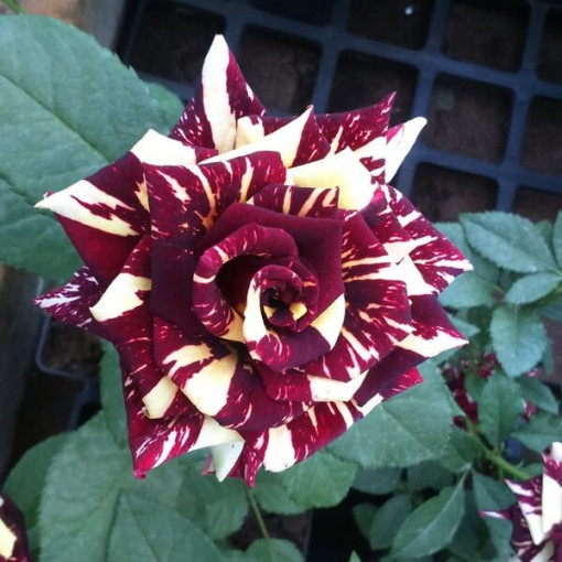 Rose hybride de thé 'Ewenement', pot de 2l