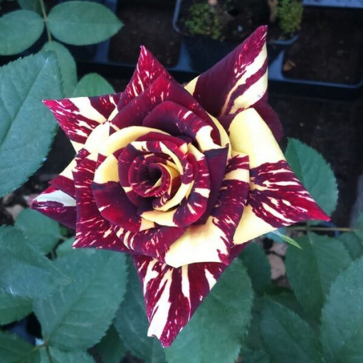 Rose hybride de thé 'Ewenement', pot de 2l