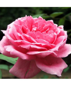 Rose hybride de thé 'Dream Princess', pot de 2l