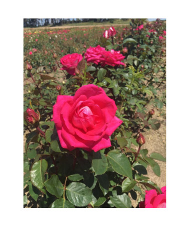 Rose hybride de thé 'Dream Princess', pot de 2l
