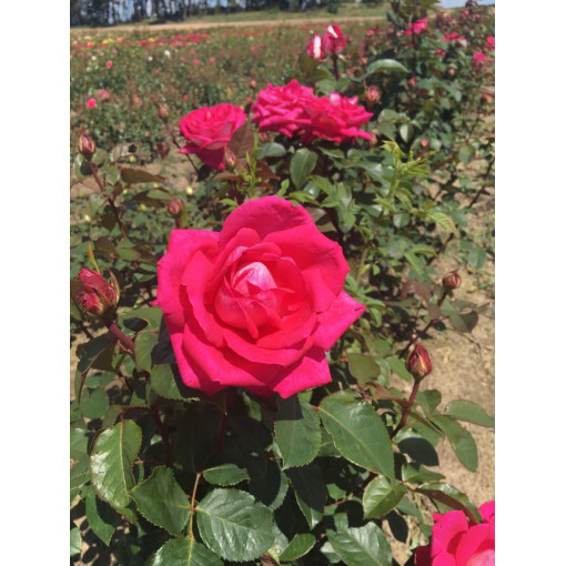 Rose hybride de thé 'Dream Princess', pot de 2l
