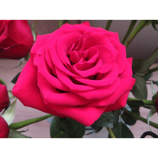 Rose hybride de thé 'Dream Princess', pot de 2l