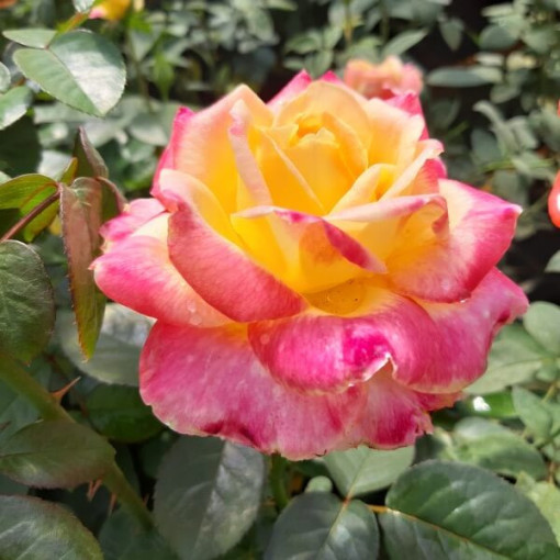 Rose hybride de thé 'Desse', pot de 2l
