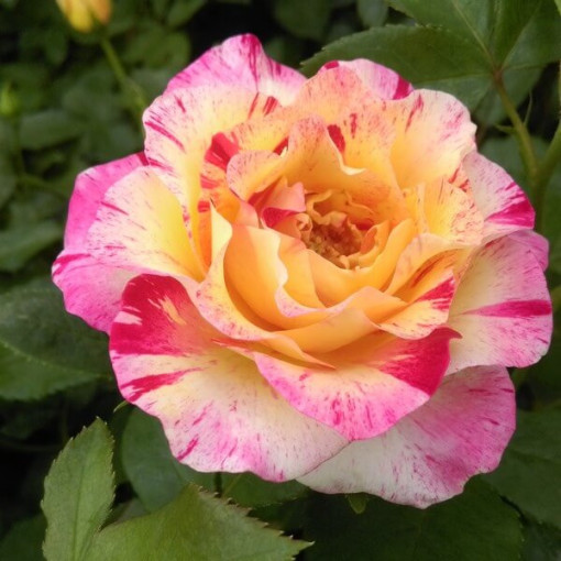 Rose hybride de thé 'Desse', pot de 2l