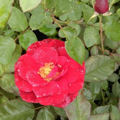 Rose hybride de thé 'Cygne Noir', pot de 2l