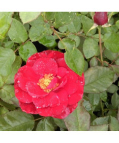 Rose hybride de thé 'Cygne Noir', pot de 2l