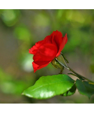 Rose hybride de thé 'Cygne Noir', pot de 2l