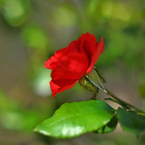 Rose hybride de thé 'Cygne Noir', pot de 2l