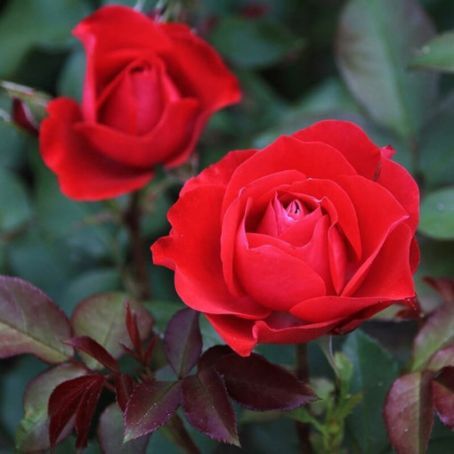 Rose hybride de thé 'Cygne Noir', pot de 2l