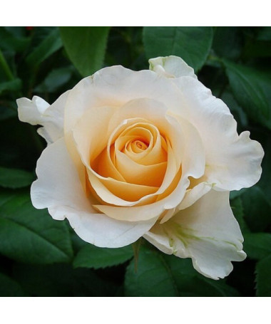 Rose hybride de thé 'Casanova', pot de 2l
