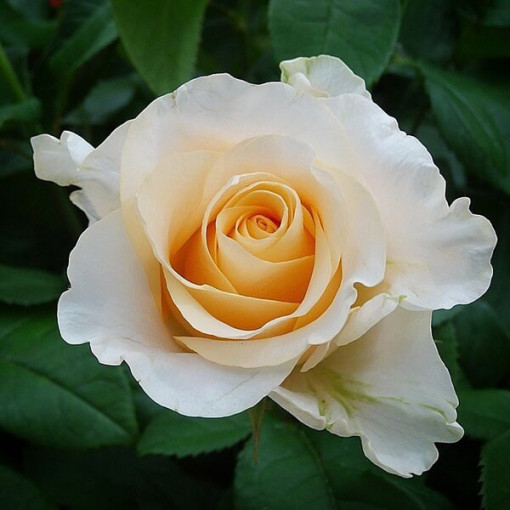 Rose hybride de thé 'Casanova', pot de 2l