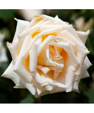 Rose hybride de thé 'Casanova', pot de 2l