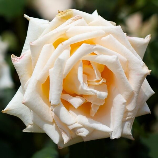 Rose hybride de thé 'Casanova', pot de 2l