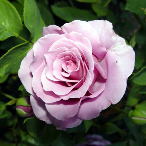 Rose hybride de thé 'Blue Winder', pot de 2l