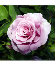 Rose hybride de thé 'Blue Winder', pot de 2l