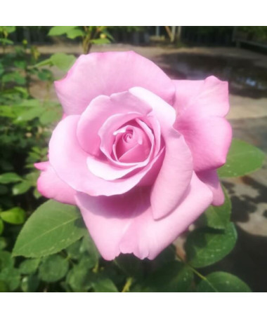 Rose hybride de thé 'Blue Winder', pot de 2l