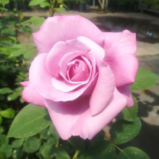 Rose hybride de thé 'Blue Winder', pot de 2l