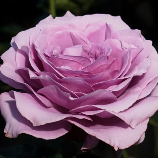 Rose hybride de thé 'Blue Winder', pot de 2l