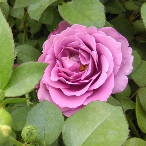 Rose hybride de thé 'Blue Winder', pot de 2l